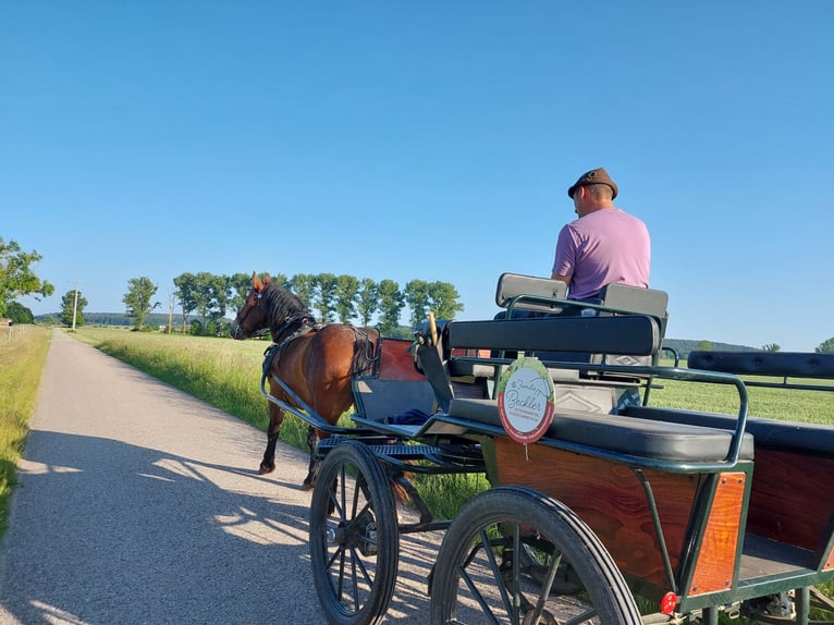 Południowoniemiecki koń zimnokrwisty Wałach 5 lat 168 cm Gniada in Herrieden