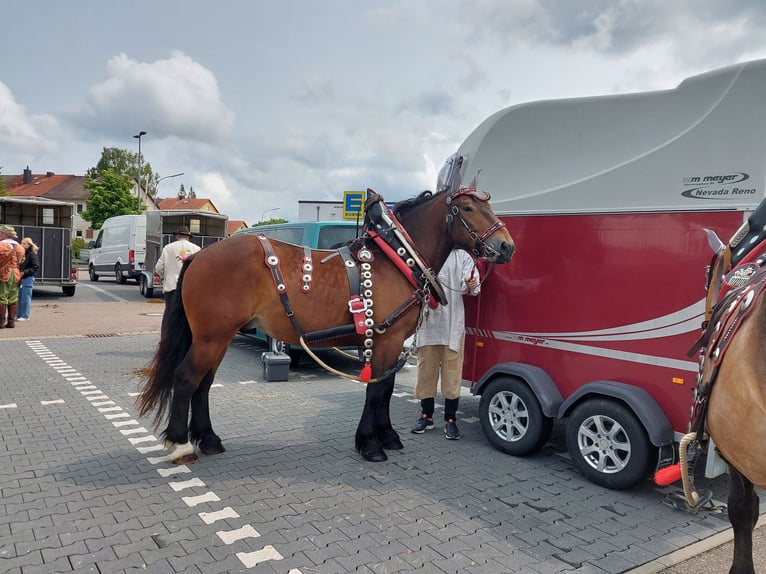 Południowoniemiecki koń zimnokrwisty Wałach 5 lat 168 cm Gniada in Herrieden