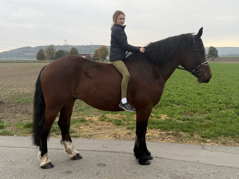 Południowoniemiecki koń zimnokrwisty Wałach 6 lat 164 cm Gniada in Riedlingen