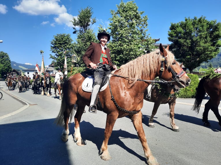Południowoniemiecki koń zimnokrwisty Wałach 6 lat 173 cm Kasztanowata in Kirchbichl