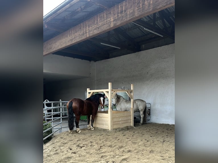 Południowoniemiecki koń zimnokrwisty Wałach 7 lat 169 cm Gniada in PischelsdorfBärndorf