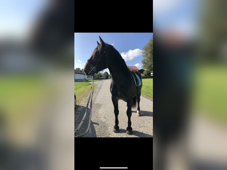 Południowoniemiecki koń zimnokrwisty Wałach 8 lat 165 cm Ciemnogniada in Halblech