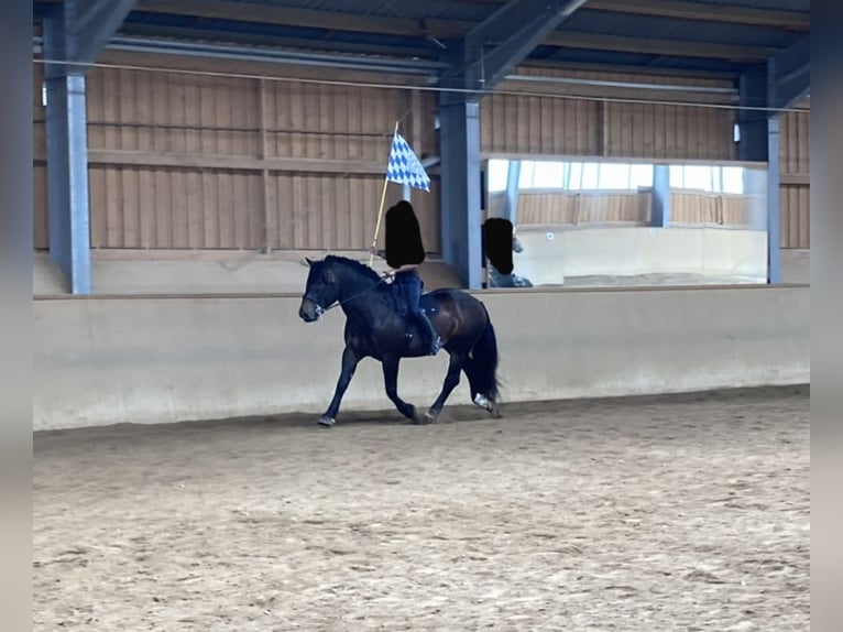 Południowoniemiecki koń zimnokrwisty Wałach 8 lat 165 cm Ciemnogniada in Halblech