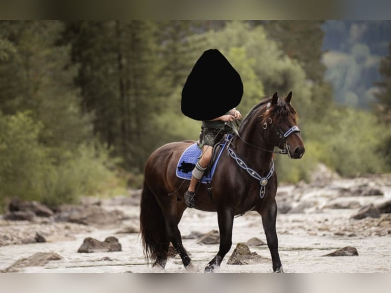 Południowoniemiecki koń zimnokrwisty Wałach 8 lat 165 cm Ciemnogniada in Halblech