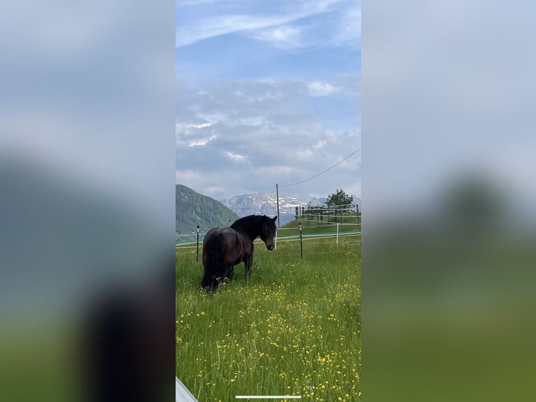 Południowoniemiecki koń zimnokrwisty Wałach 8 lat 165 cm Ciemnogniada in Halblech