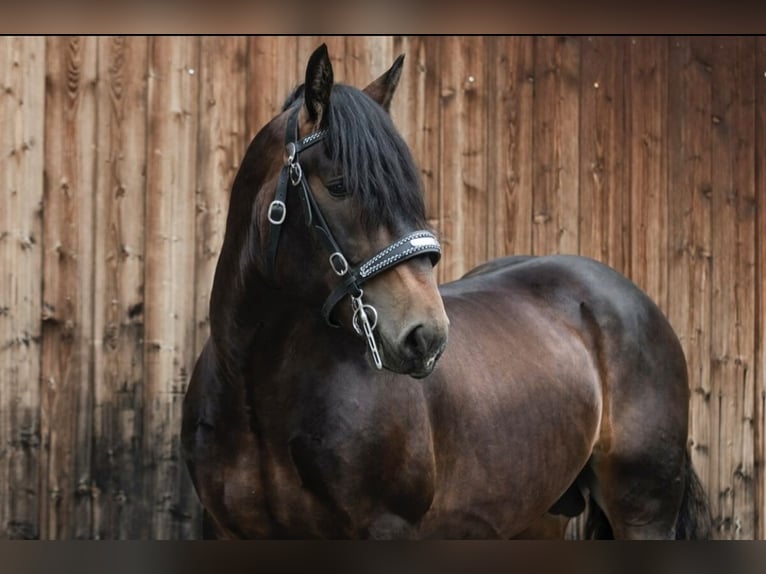 Południowoniemiecki koń zimnokrwisty Wałach 8 lat 165 cm Ciemnogniada in Halblech