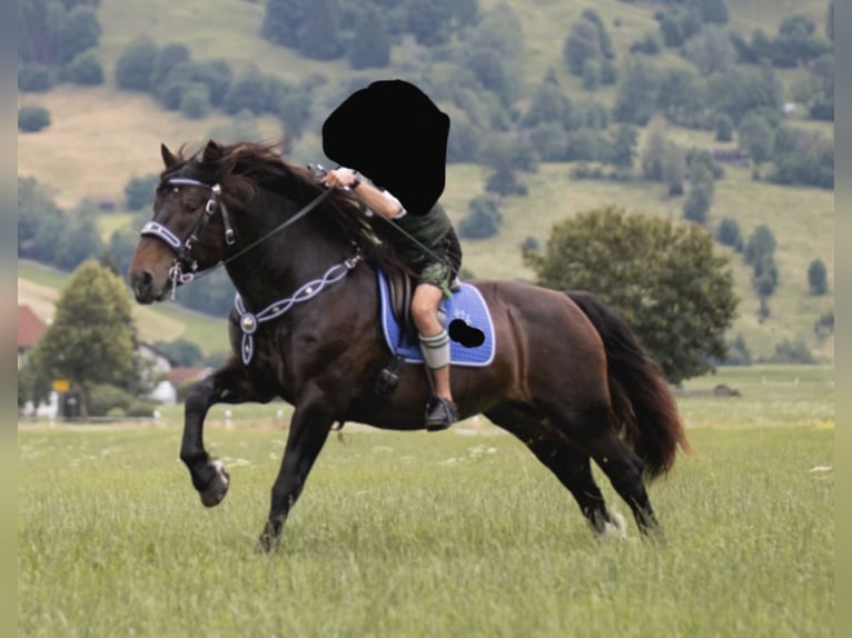 Południowoniemiecki koń zimnokrwisty Wałach 8 lat 165 cm Ciemnogniada in Halblech