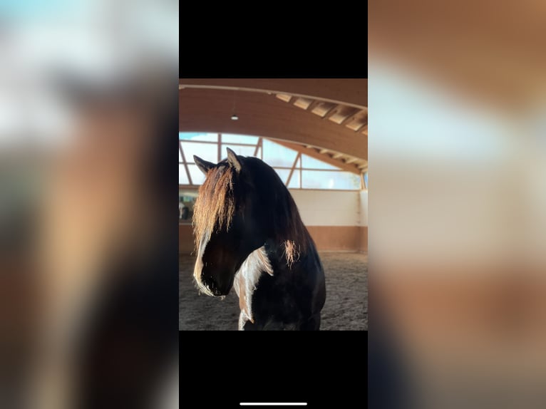 Południowoniemiecki koń zimnokrwisty Wałach 8 lat 165 cm Ciemnogniada in Halblech