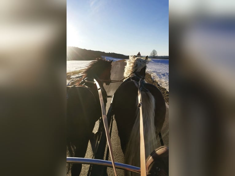 Południowoniemiecki koń zimnokrwisty Wałach 8 lat 165 cm Ciemnogniada in Halblech