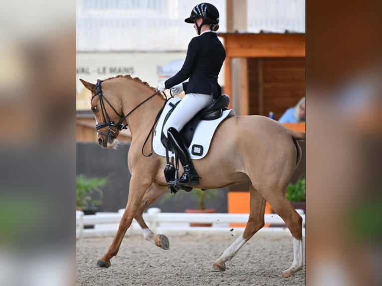 Pozostałe rasy Klacz 10 lat 147 cm Ciemnokasztanowata in Kastrup