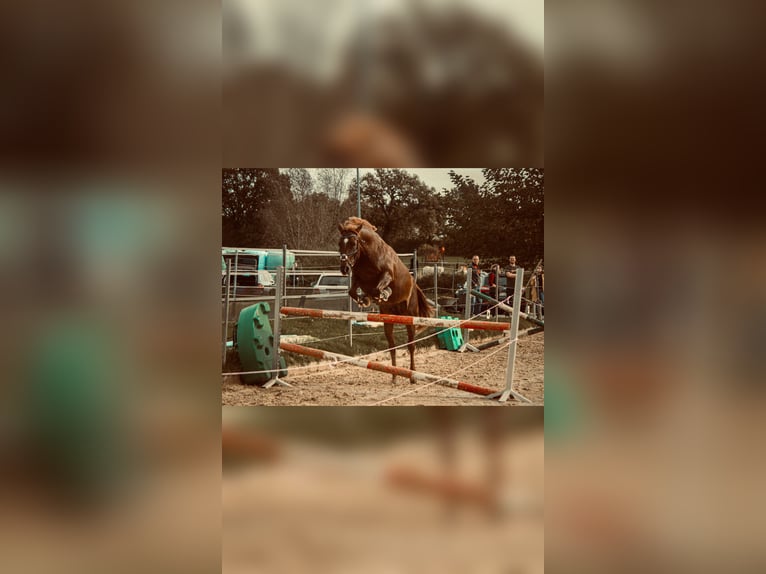 Pozostałe rasy Klacz 10 lat 155 cm Ciemnokasztanowata in Langenberg