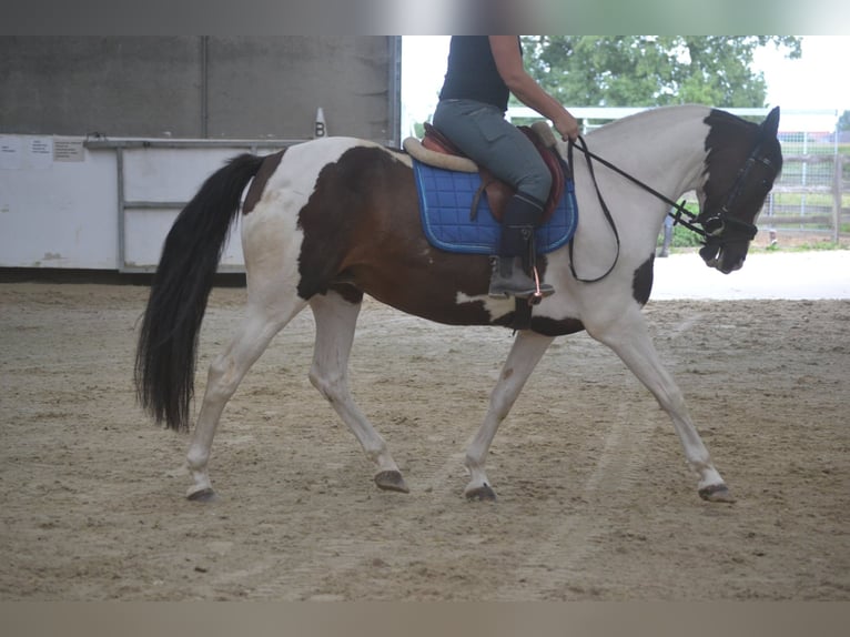 Pozostałe rasy Klacz 10 lat 155 cm Srokata in Breda