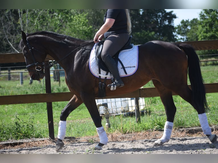 Pozostałe rasy Klacz 10 lat 160 cm  in Achtmaal