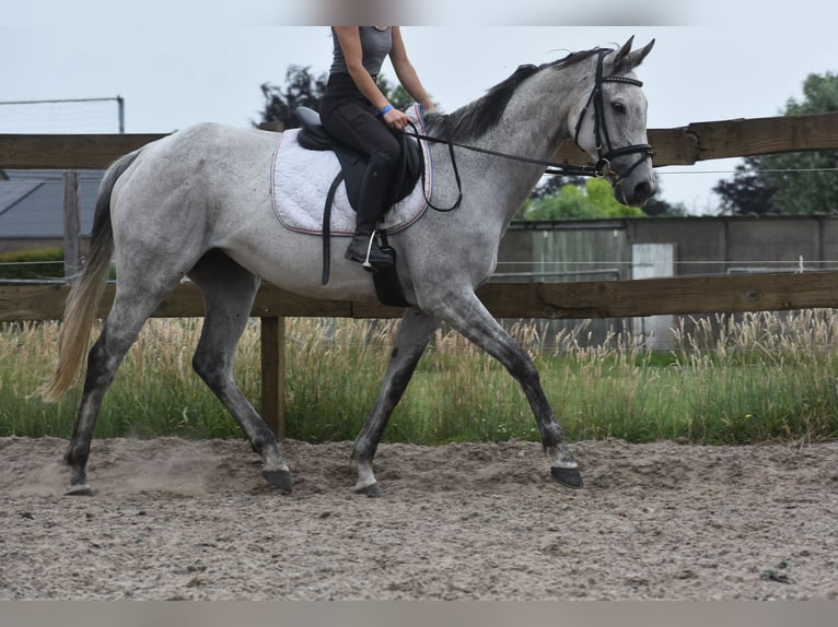 Pozostałe rasy Klacz 10 lat 163 cm Siwa in Achtmaal