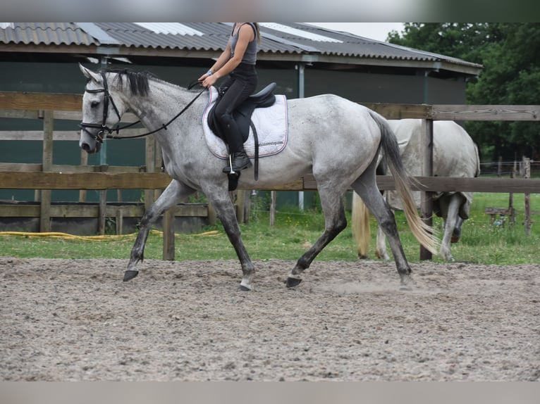 Pozostałe rasy Klacz 10 lat 163 cm Siwa in Achtmaal