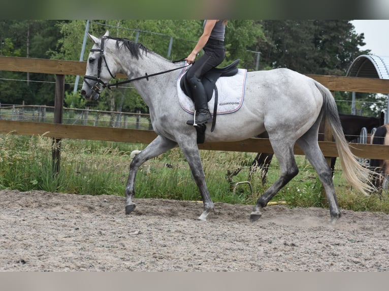 Pozostałe rasy Klacz 10 lat 163 cm Siwa in Achtmaal