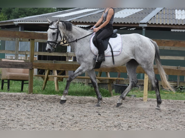 Pozostałe rasy Klacz 10 lat 163 cm Siwa in Achtmaal