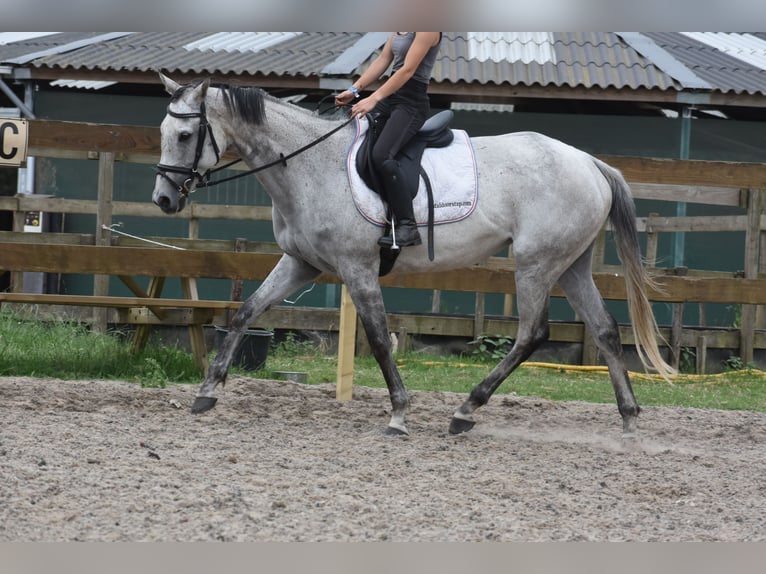 Pozostałe rasy Klacz 10 lat 163 cm Siwa in Achtmaal