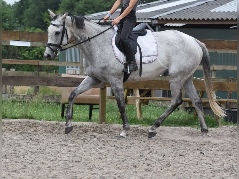 Pozostałe rasy Klacz 10 lat 163 cm Siwa in Achtmaal
