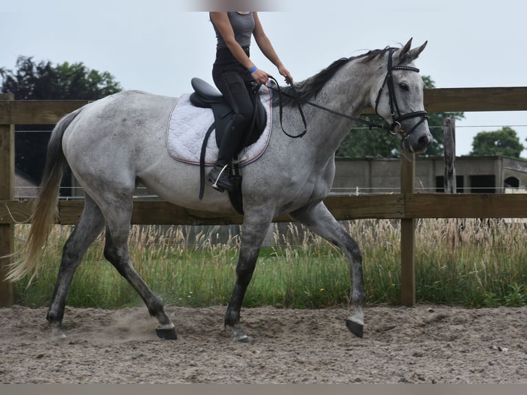 Pozostałe rasy Klacz 10 lat 163 cm Siwa in Achtmaal