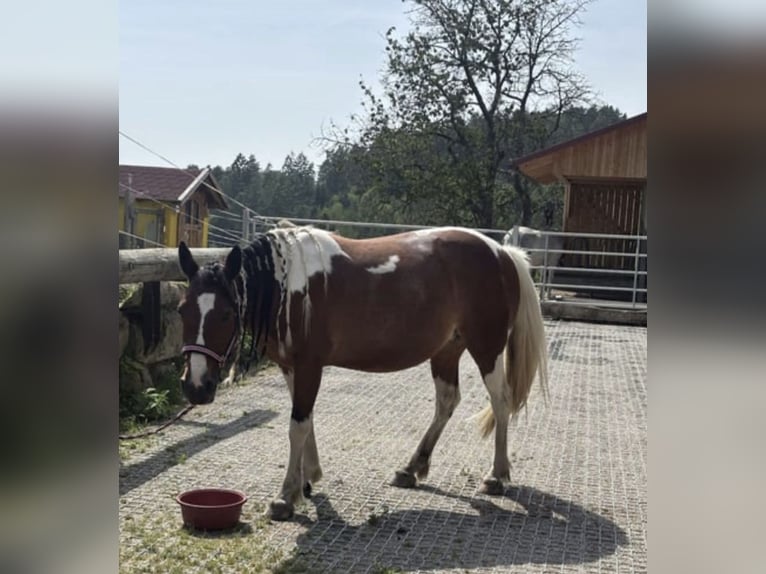 Pozostałe rasy Mix Klacz 11 lat 136 cm Srokata in Gutau