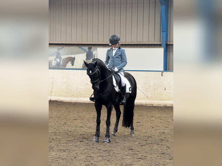 Pozostałe rasy Klacz 11 lat 137 cm Kara in Heeswijk-Dinther