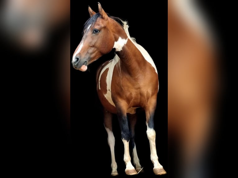 Pozostałe rasy Mix Klacz 11 lat 153 cm Srokata in Leuchtenberg
