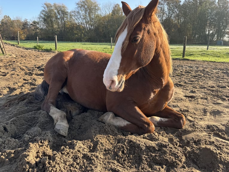 Pozostałe rasy Mix Klacz 11 lat 154 cm Kasztanowata in IJsselstein