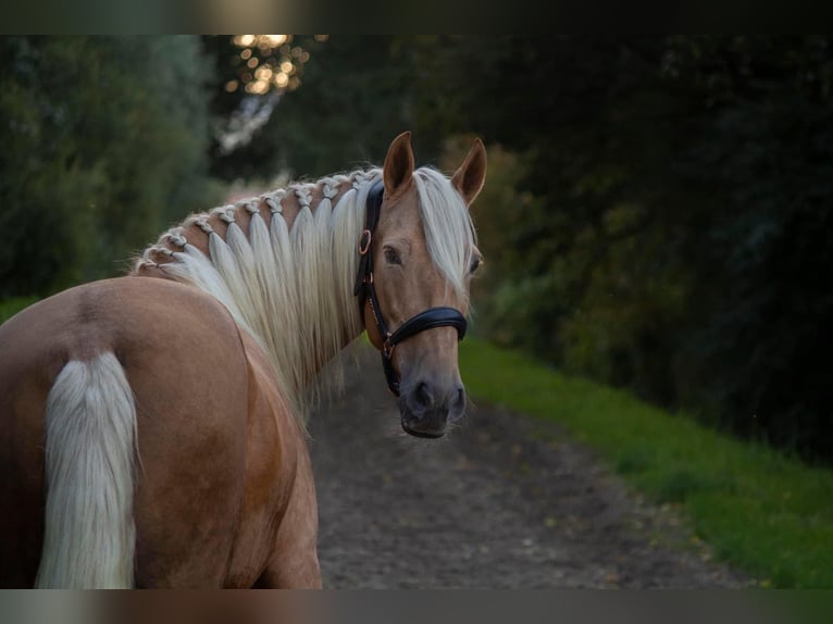 Pozostałe rasy Klacz 11 lat 161 cm Izabelowata in Erpe-Mere