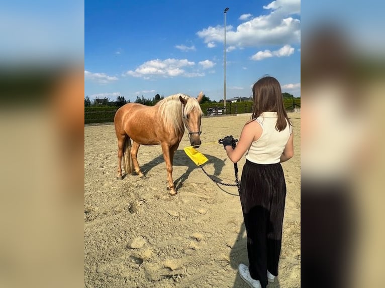 Pozostałe rasy Klacz 11 lat 161 cm Izabelowata in Erpe-Mere