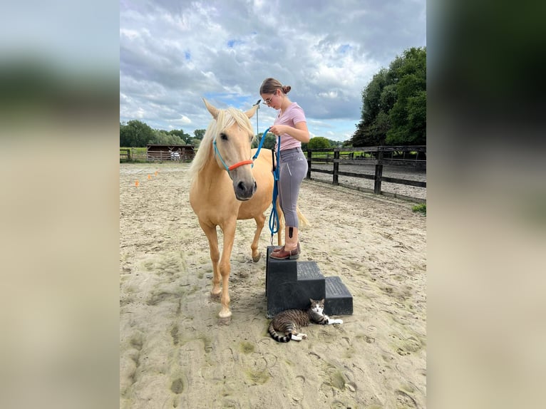 Pozostałe rasy Klacz 11 lat 161 cm Izabelowata in Erpe-Mere