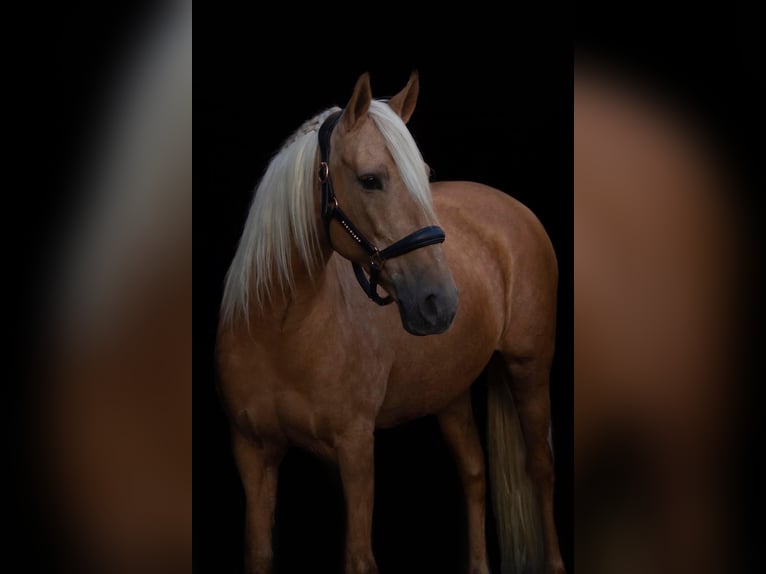 Pozostałe rasy Klacz 11 lat 161 cm Izabelowata in Erpe-Mere