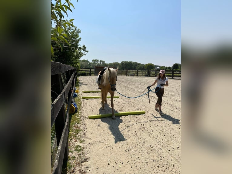 Pozostałe rasy Klacz 11 lat 161 cm Izabelowata in Erpe-Mere