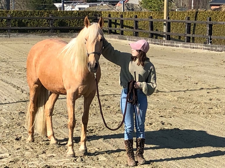 Pozostałe rasy Klacz 11 lat 161 cm Izabelowata in Erpe-Mere