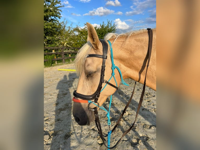 Pozostałe rasy Klacz 11 lat 161 cm Izabelowata in Erpe-Mere