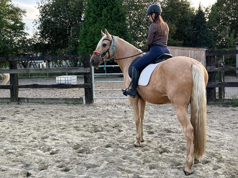 Pozostałe rasy Klacz 11 lat 161 cm Izabelowata in Erpe-Mere