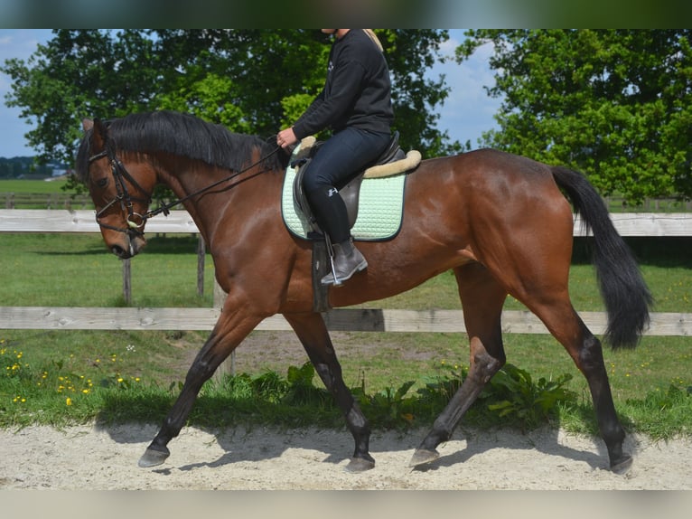 Pozostałe rasy Klacz 11 lat 164 cm Gniada in Breda