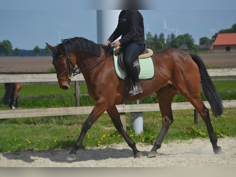 Pozostałe rasy Klacz 11 lat 164 cm Gniada in Breda