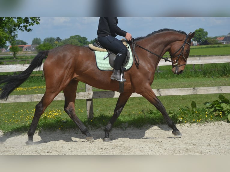 Pozostałe rasy Klacz 11 lat 164 cm Gniada in Breda