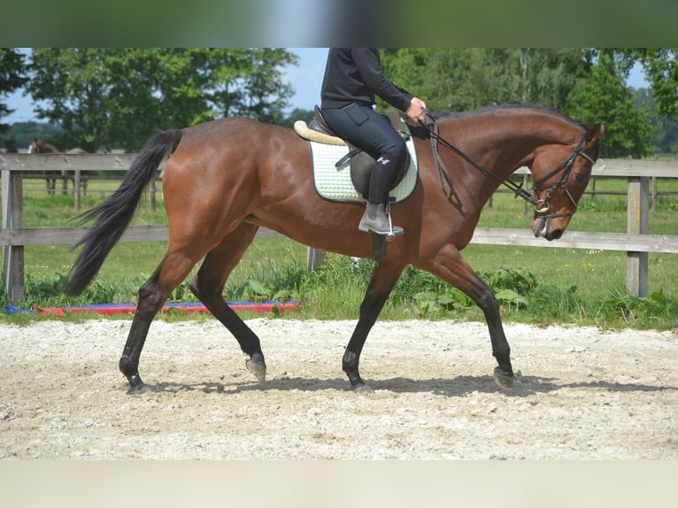 Pozostałe rasy Klacz 11 lat 164 cm Gniada in Breda