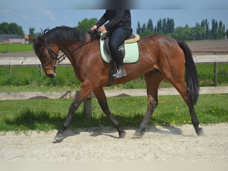 Pozostałe rasy Klacz 11 lat 164 cm Gniada in Breda
