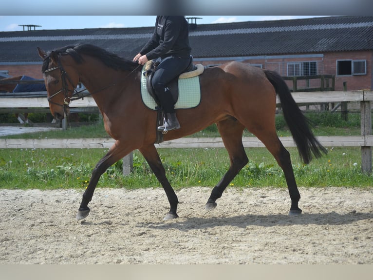 Pozostałe rasy Klacz 11 lat 164 cm Gniada in Breda