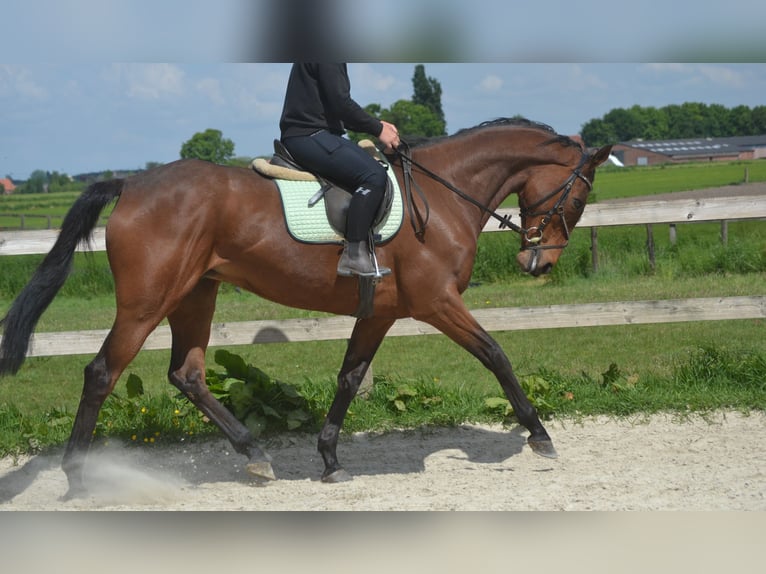 Pozostałe rasy Klacz 11 lat 164 cm Gniada in Breda