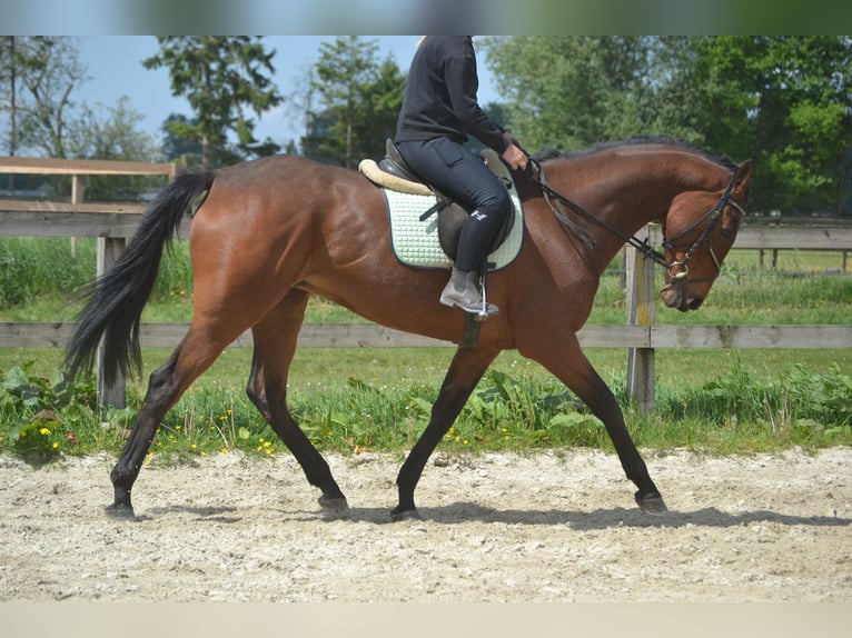 Pozostałe rasy Klacz 11 lat 164 cm Gniada in Breda