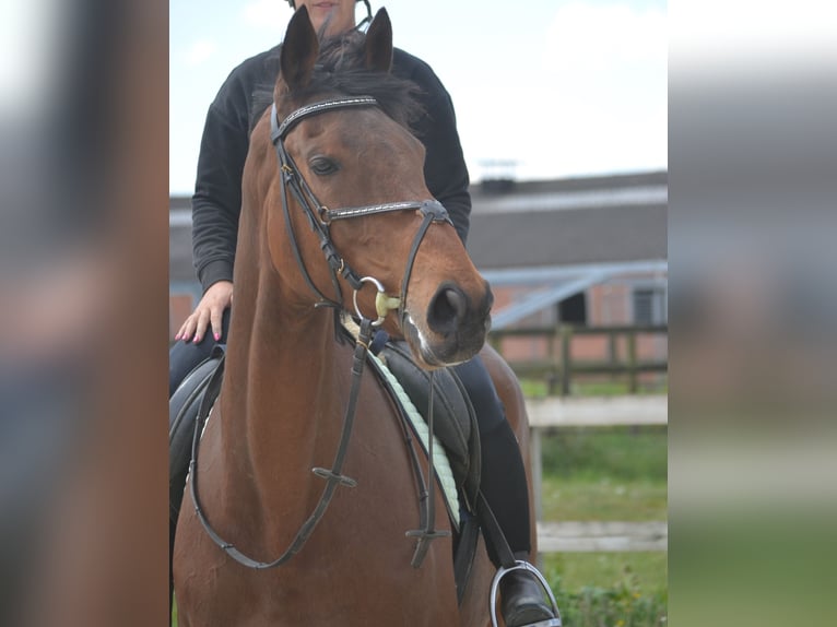 Pozostałe rasy Klacz 11 lat 164 cm Gniada in Breda