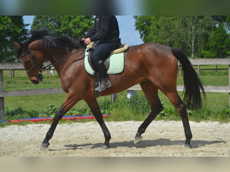 Pozostałe rasy Klacz 11 lat 164 cm Gniada in Breda
