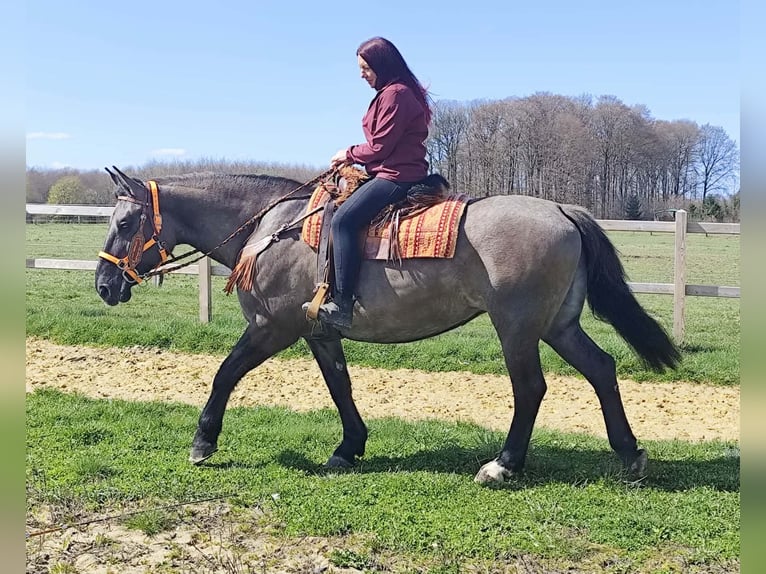 Pozostałe rasy Klacz 11 lat 164 cm Grullo in Linkenbach