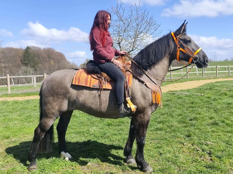 Pozostałe rasy Klacz 11 lat 164 cm Grullo in Linkenbach
