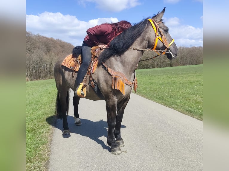 Pozostałe rasy Klacz 11 lat 164 cm Grullo in Linkenbach