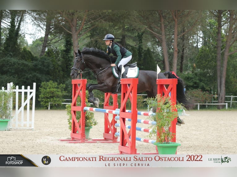 Pozostałe rasy Klacz 11 lat 174 cm Ciemnogniada in San Biagio